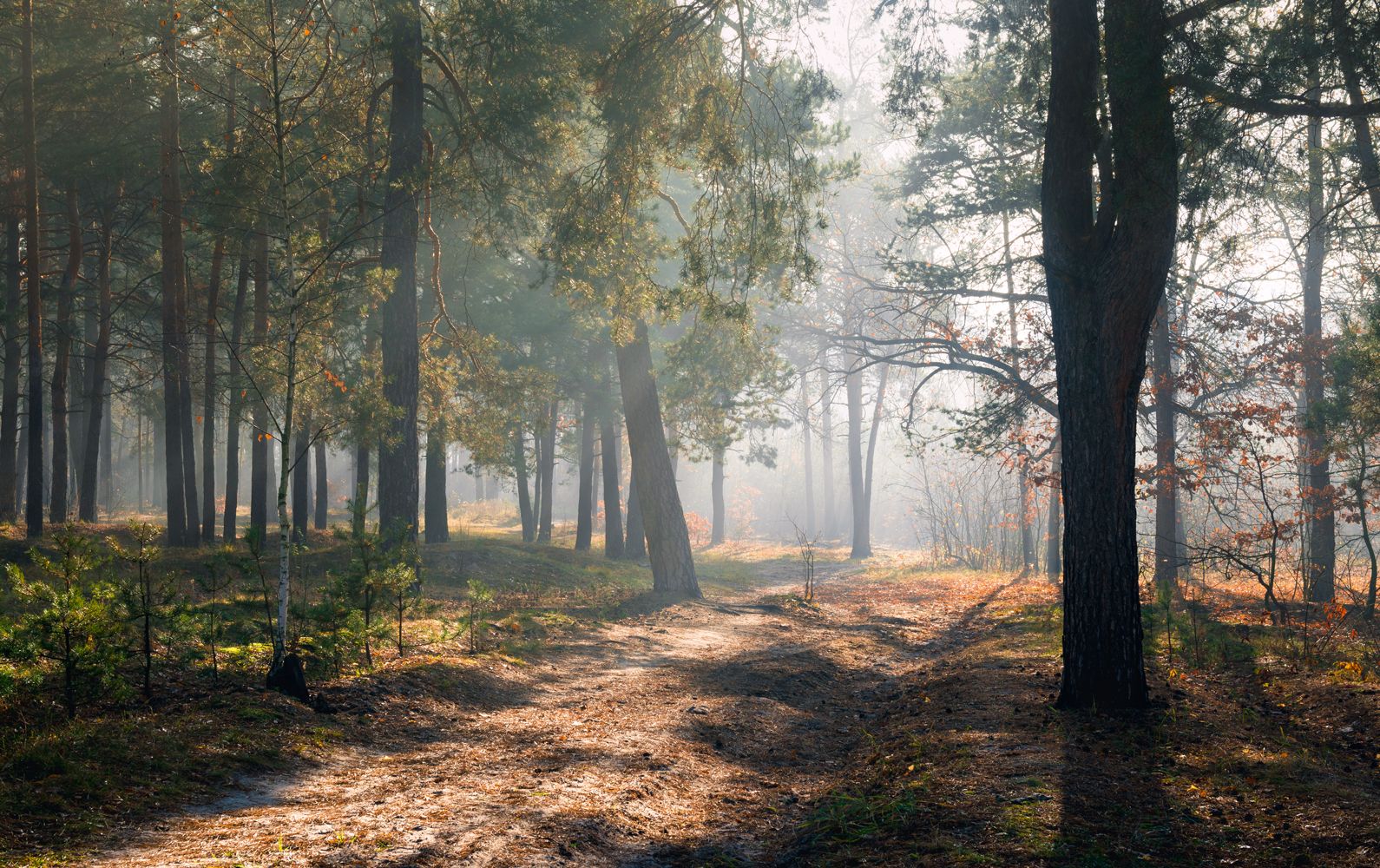 лес осень ноябрь туман рассвет, Галанзовская Оксана