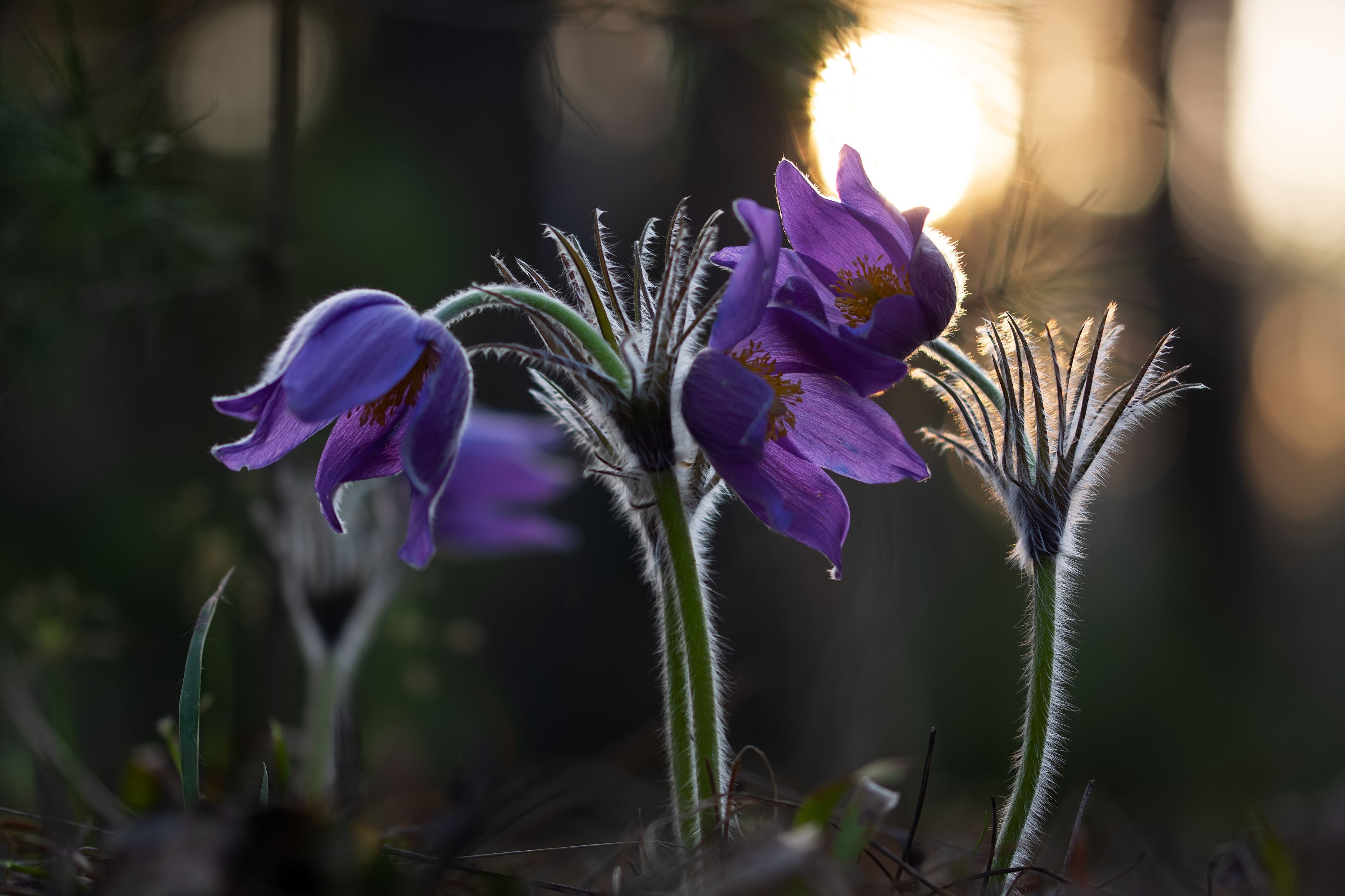 сон-трава, прострел, pulsatilla mill., цветы, весна, май, закат, Павел Черенков