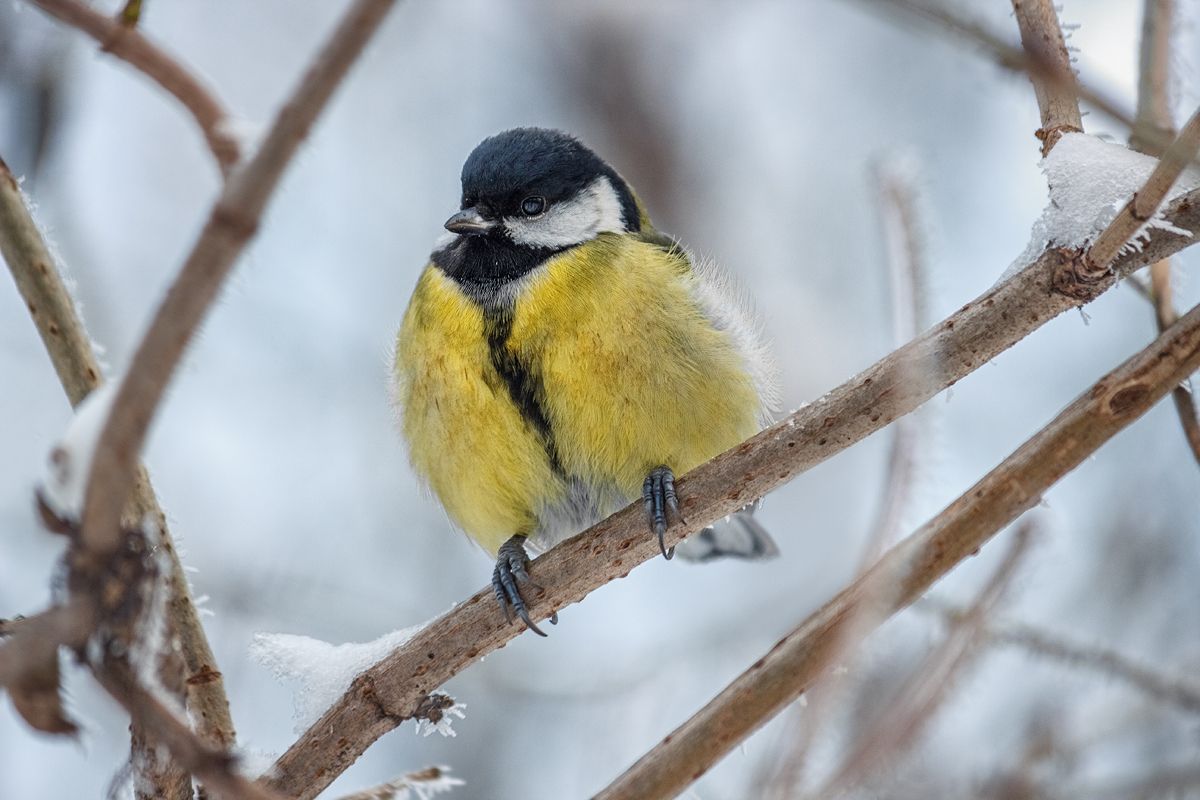 canon 55-250, beautiful, красивый, moment, момент, winter, зима, nature, природа, wildlife, bird, птица, chickadee, синица,, Наталья Терентьева