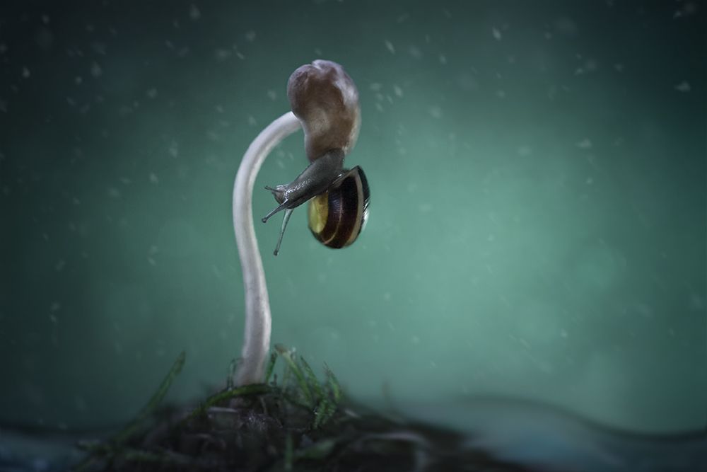 улитка, snail,макро, macro, nature, Марина Хилько