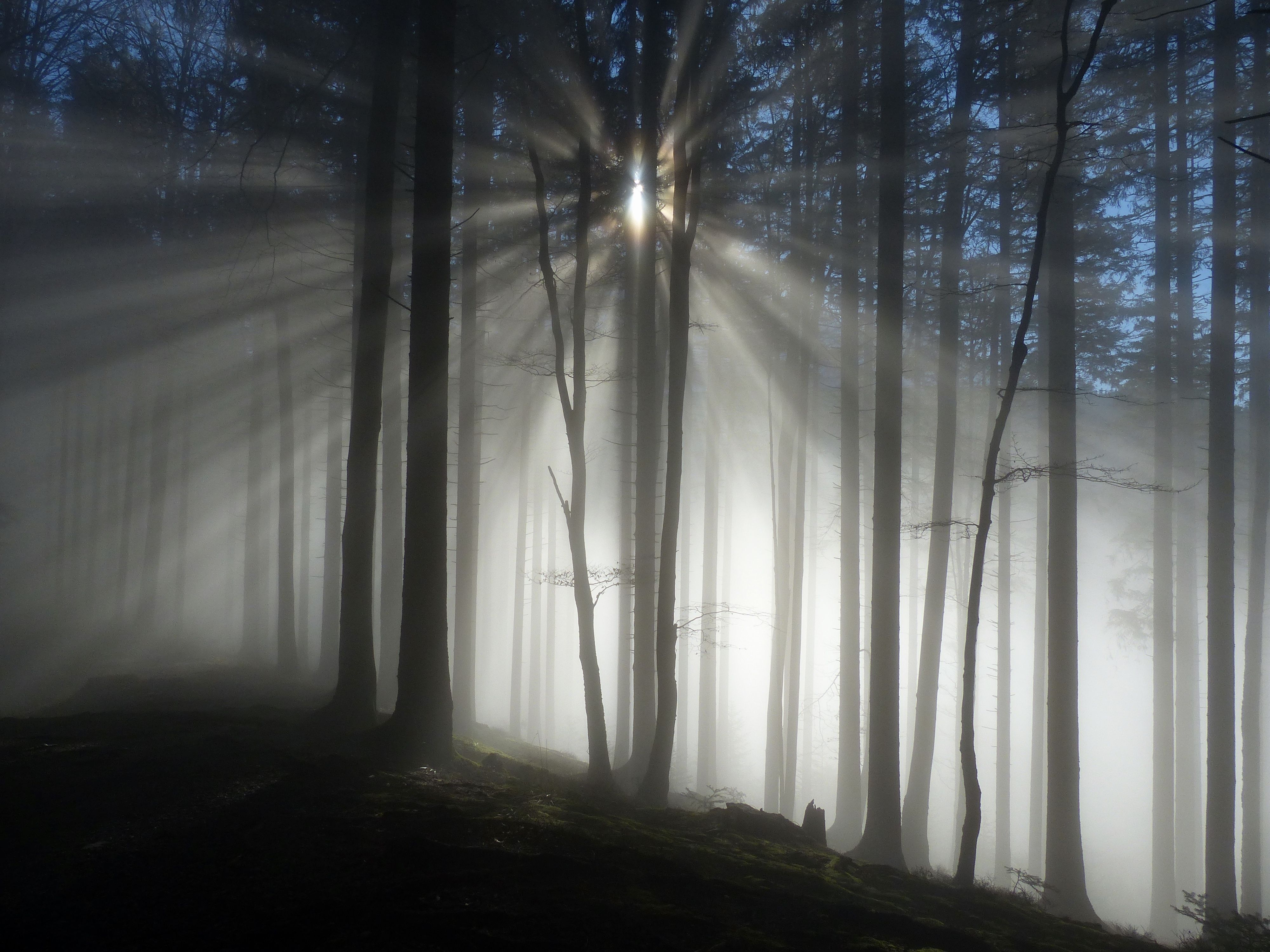 Landscapes, forest, light, sun light, fog, mist, mood, nature, trees, rays, , Svetlana Povarova Ree