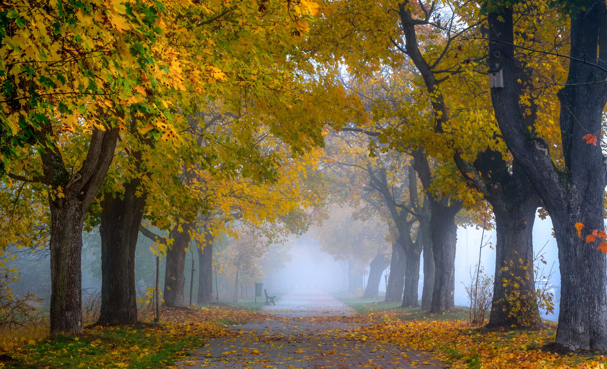 autumn, maples, trees, bench, fog, leaves, atmosphere, morning, road, Mila street, Tollas Krzysztof