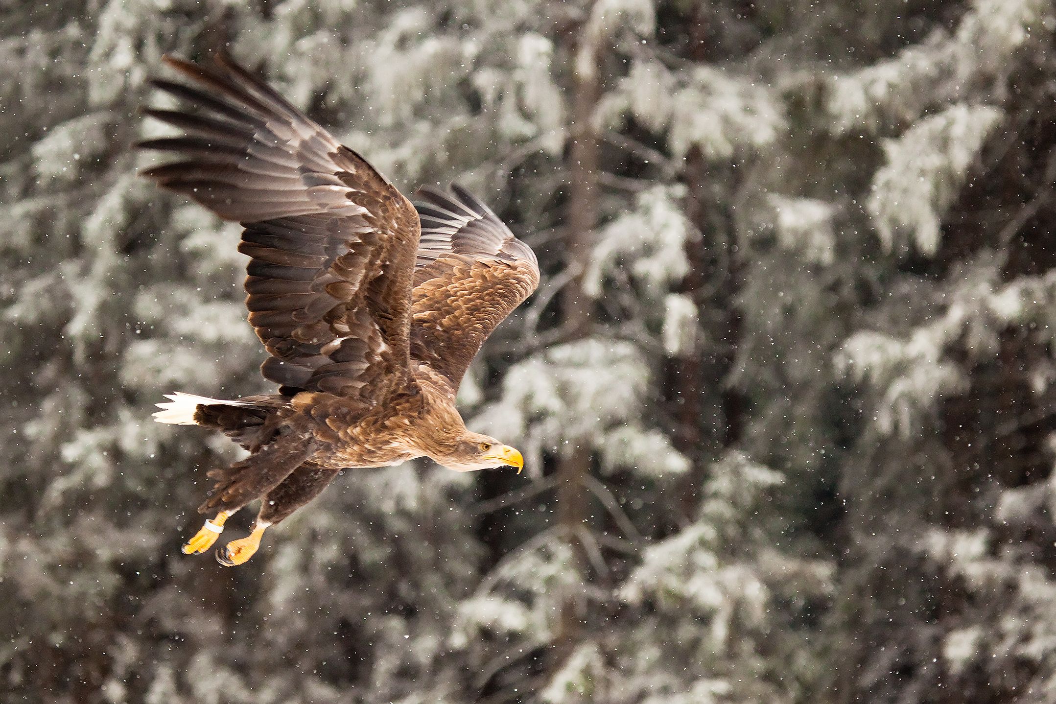 , Robert Adamec