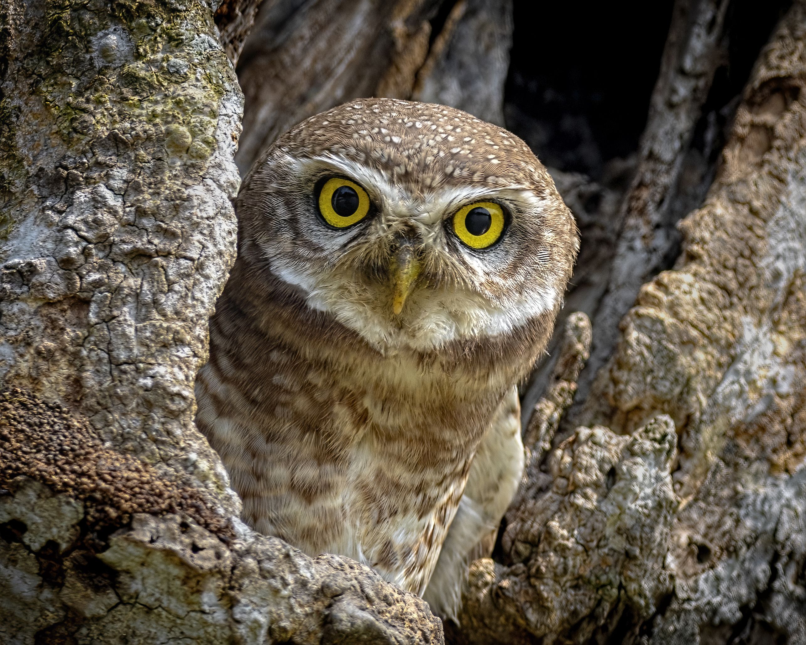 Spotted Owlet birds, Arpan Saha
