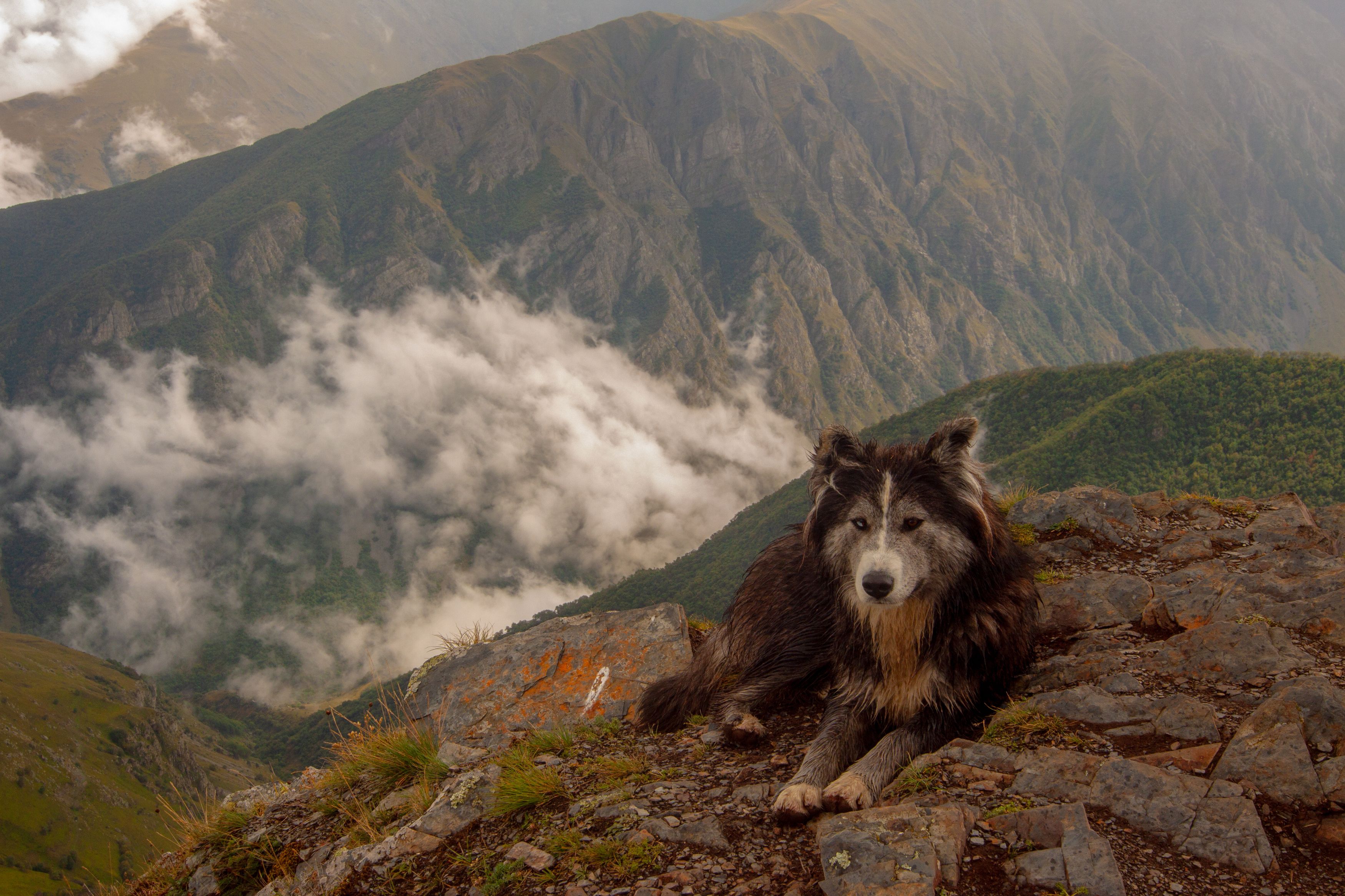 Собака, горы, животные, пейзаж, природа, Виталий Маслов