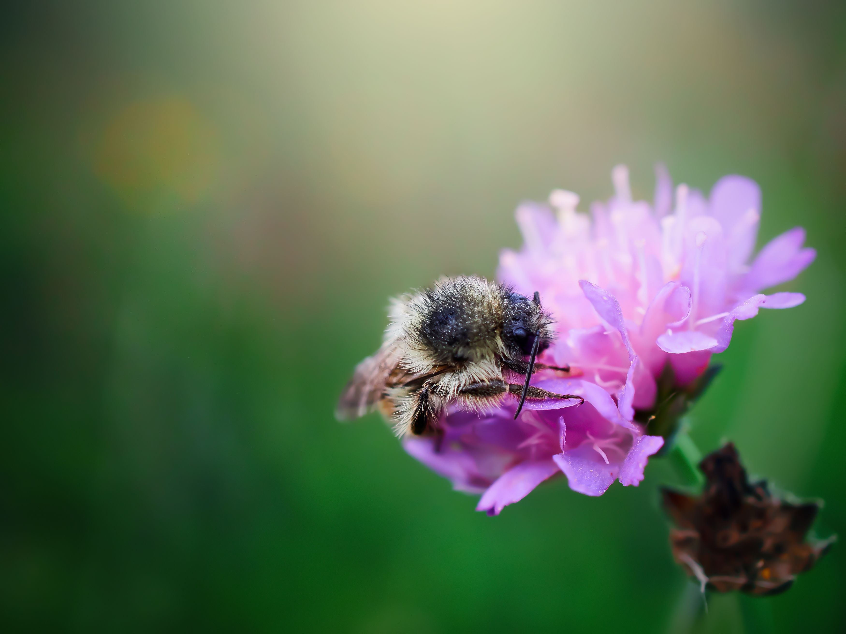 пчела, мед, цветок, лето, утро, лето, Сергей Калёв