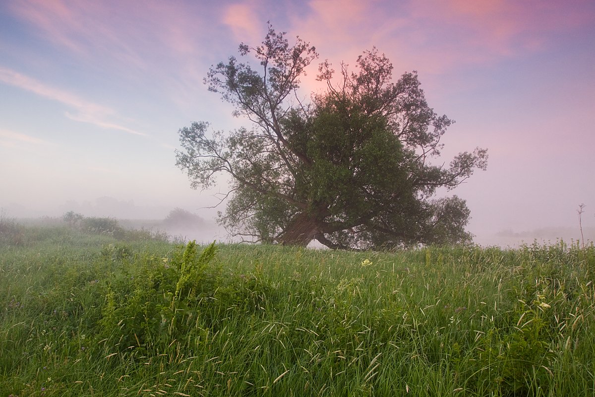 2014, берег, дерево, июнь, лето, облака, река, трава, туман, утро, Денис Лукьяненко