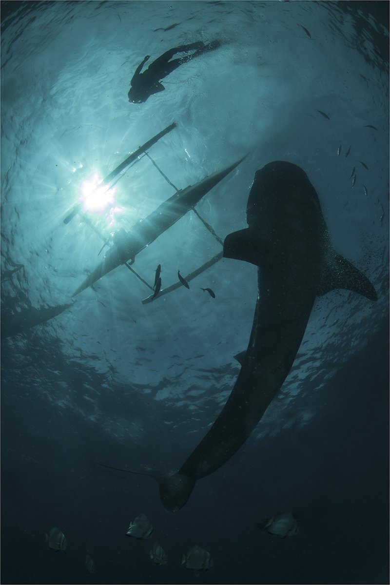 филиппины, себу, китовая акула, Сергей Гаспарян