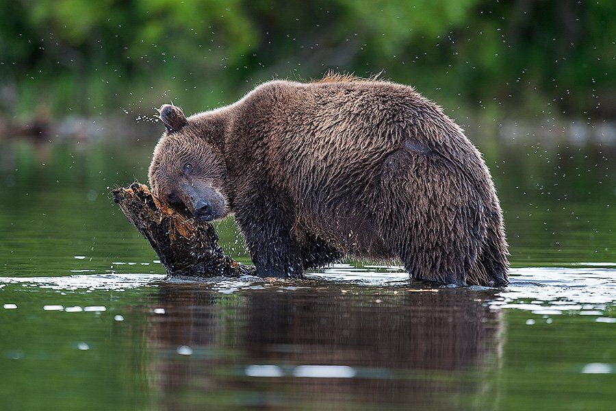 Бурый медведь, Камчатка, Курильское озеро, Сергей иванов, Южно-камчатский заказник, Сергей Иванов