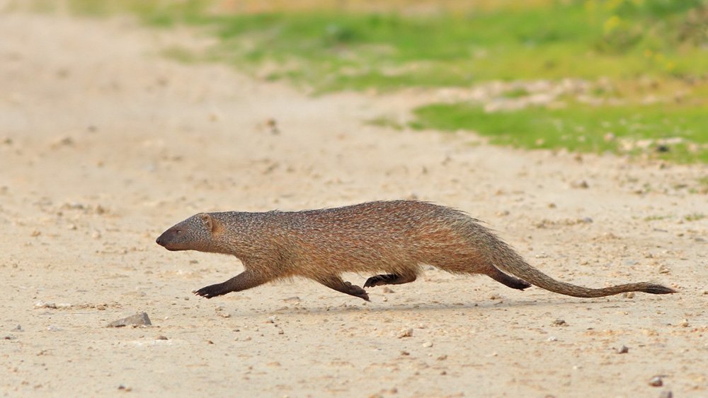 400mm, 7D, animals, Mongoose, Животные, Мангуст, Yuri Gomelsky