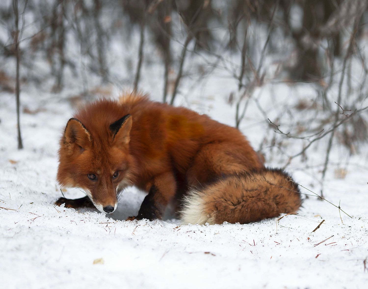 лиса, рыжая, охотница,зима, природа, fox,red,hunter, winter, nature, Юлия Стукалова