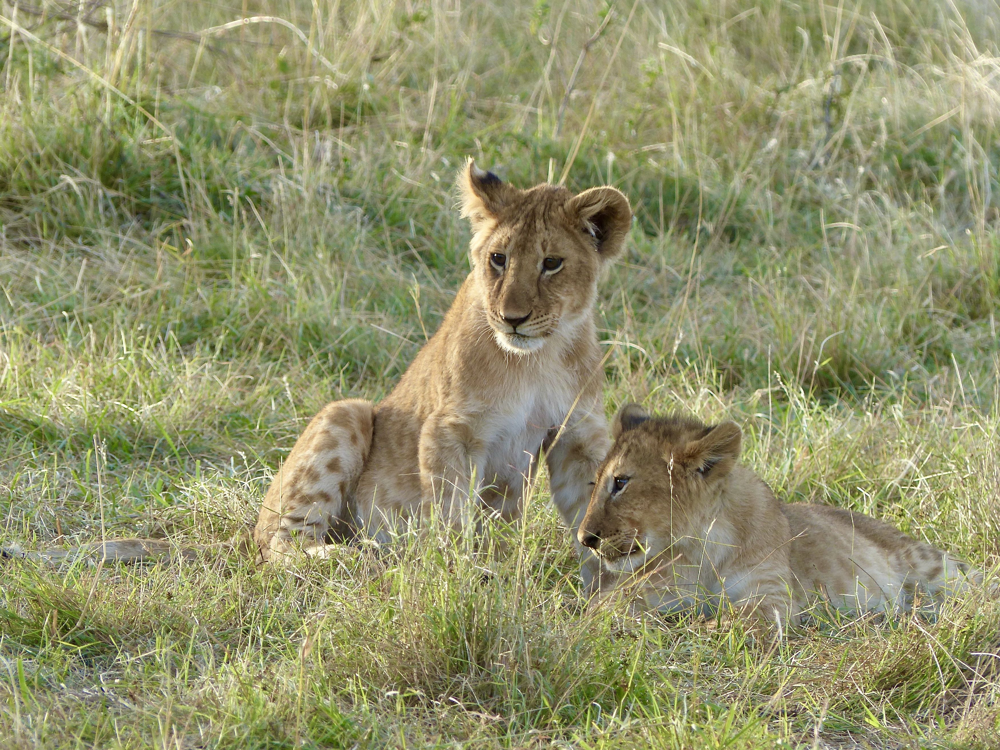 Animals, wildlife, Kenya, lions, cubs, national park, Masai Mara, safari, львы, , Svetlana Povarova Ree