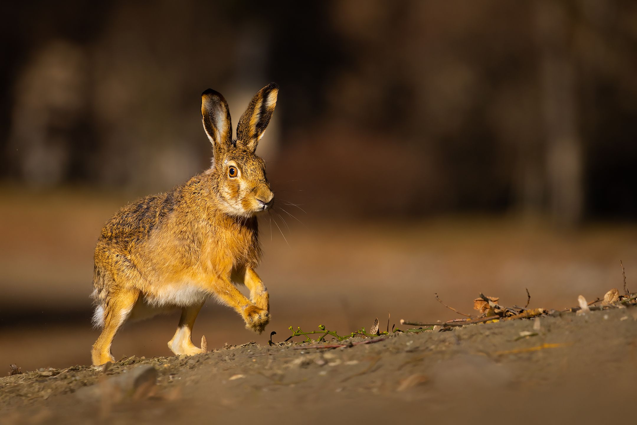 , Robert Adamec