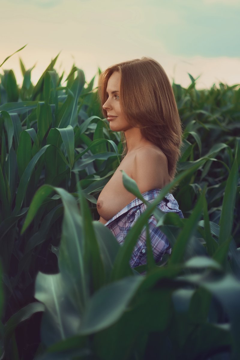 Corn field, Nude, Sunset, Алексей Исаченко