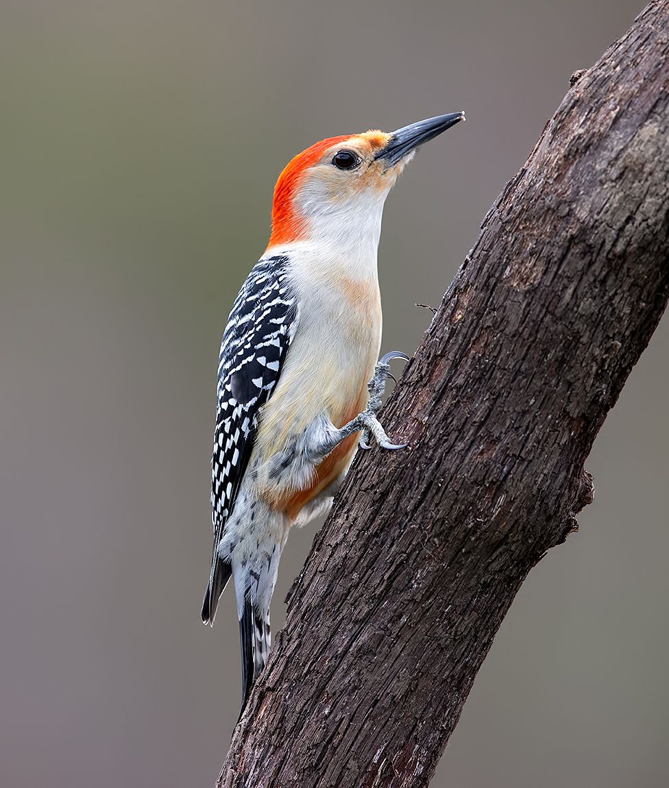 дятел, каролинский меланерпес, red-bellied woodpecker, woodpecker, Etkind Elizabeth