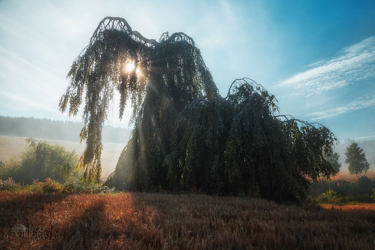 tree,birch,fog,mist,foggy,morning,sunrise,sun rays,god rays,, Adrian Szatewicz