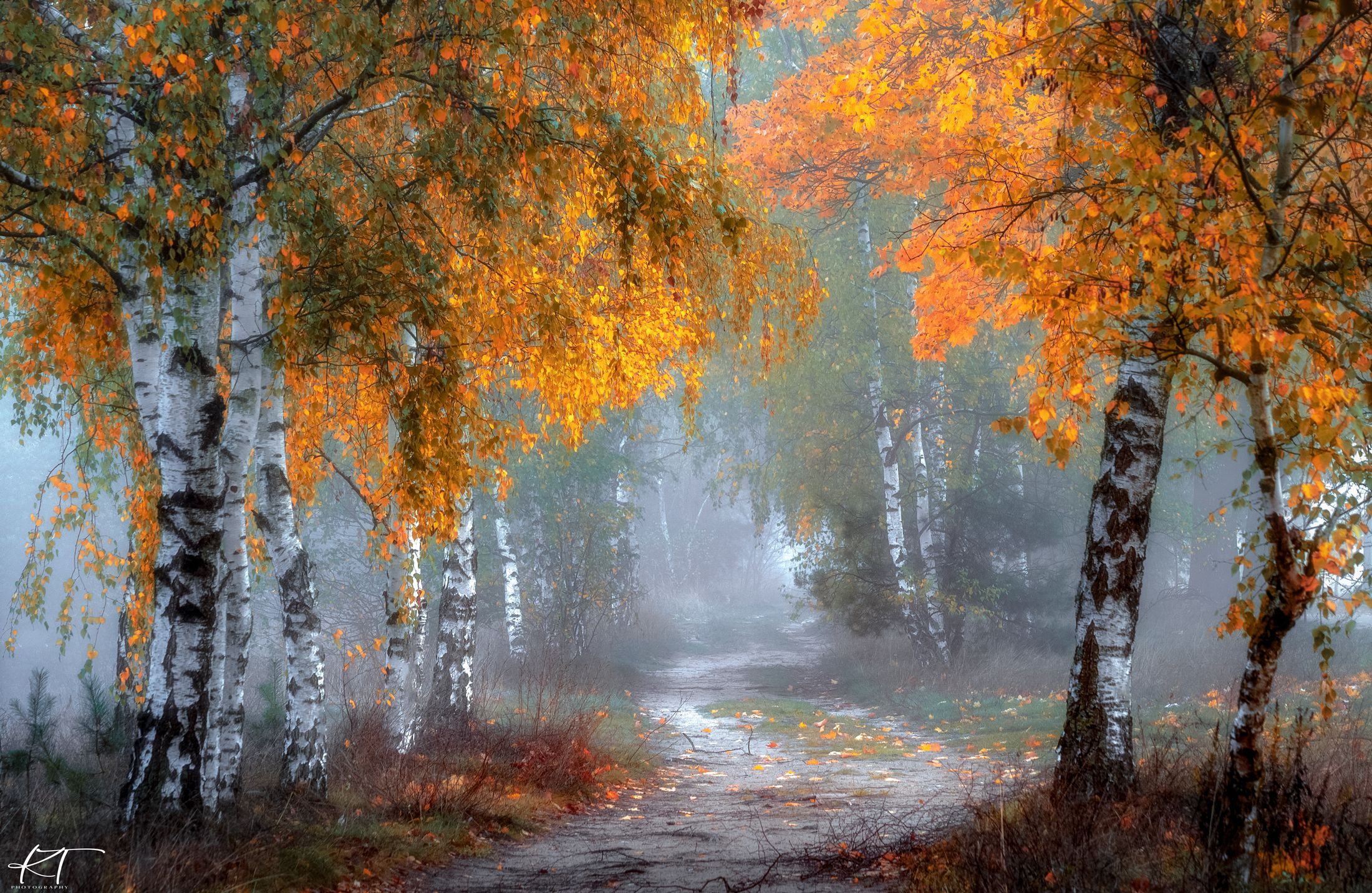 autumn  birches  alley  nature  fog  silence  trees  autumn colors  atmosphere  light  dawn  No People  Outdoors  Season  Photography, Tollas Krzysztof