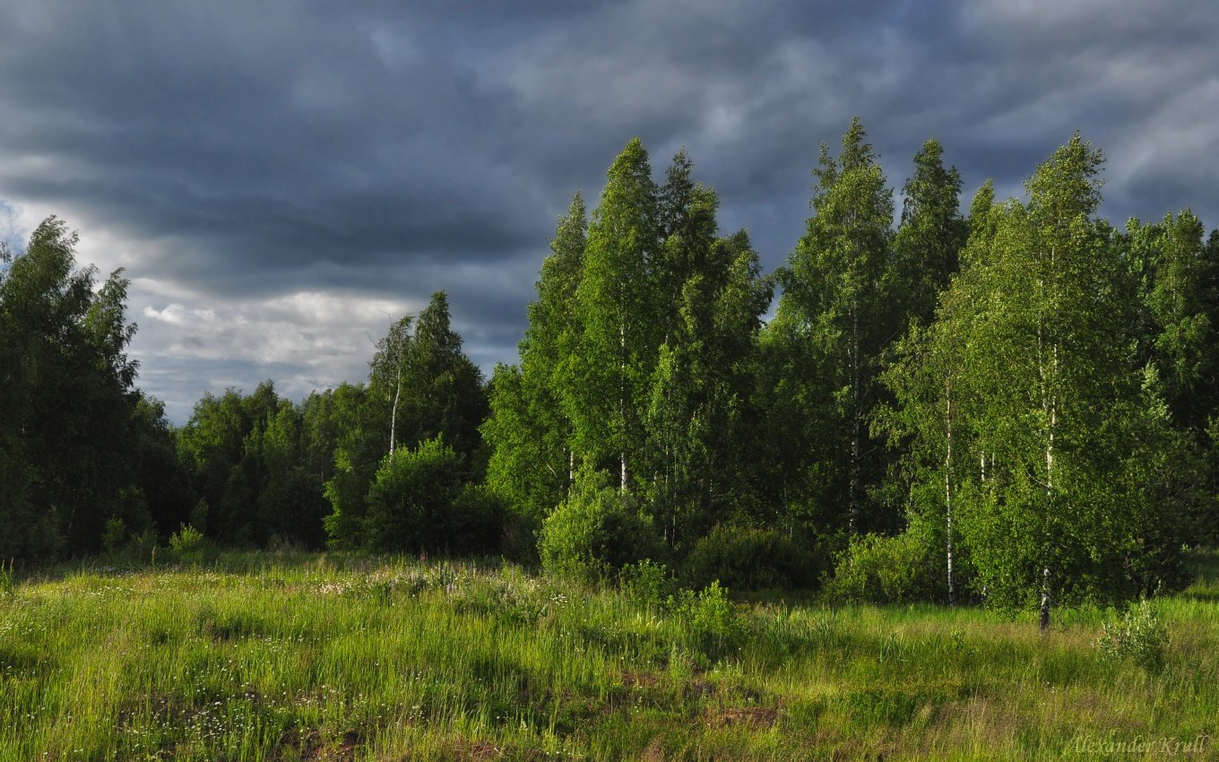 Опушка леса фотографии. От неба до земли качаясь движется завеса. Пустырь опушка. На опушке Киров.