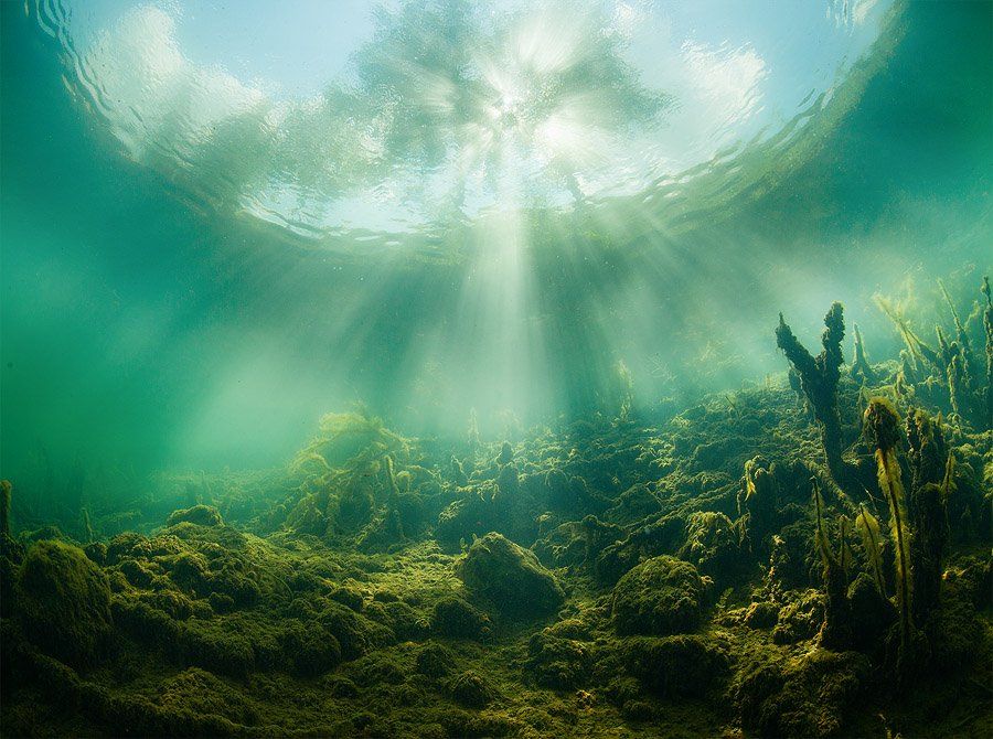 Green, Plants, Russia, Sun, Tree, Underwater, Water, Нарчук Андрей