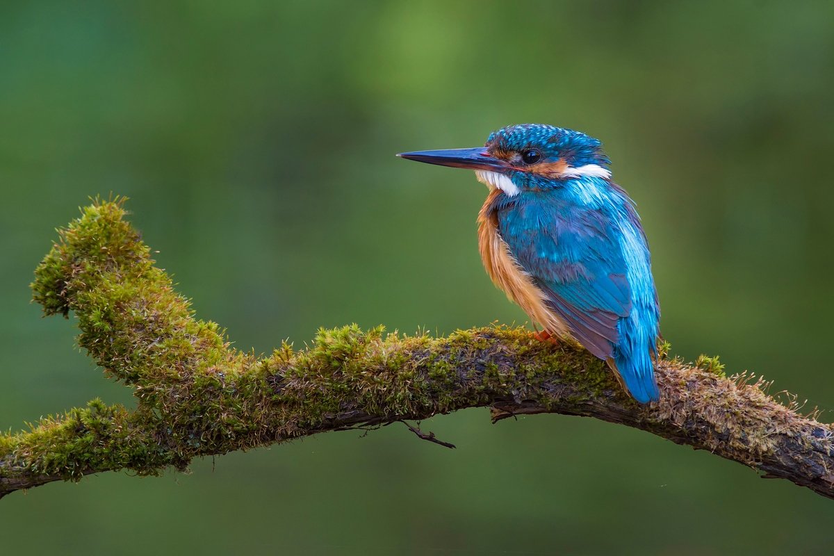 Kingfisher, Зимородок, Портрет зимородка, Саров, Фотоохота, Экзотическая птица, Яркая птица, Яркое оперение, Александр Чибиркин