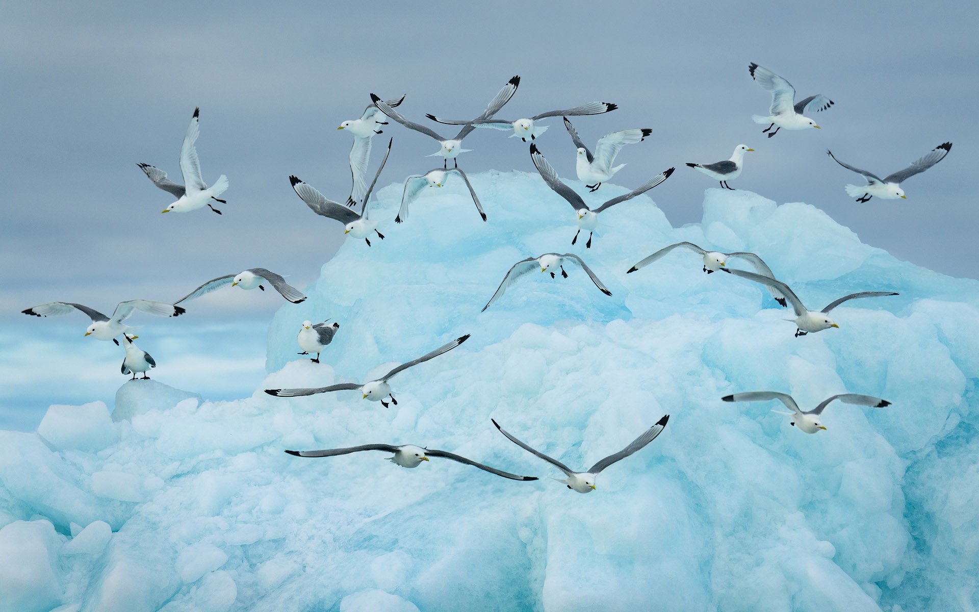 glaucous, gull, (larus, hyperboreus)., , blue., glacial., iceberg., svalbard., arctic., Майк Рейфман