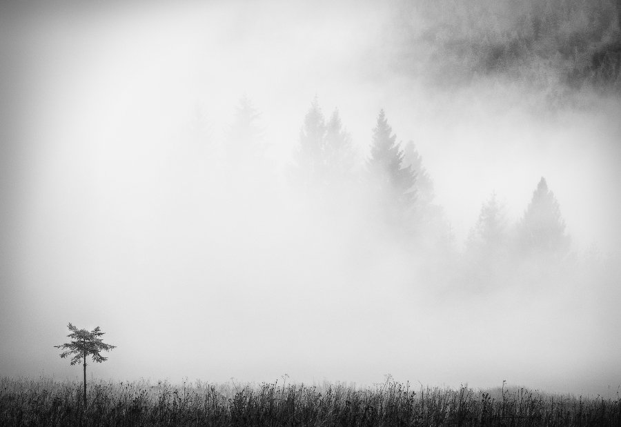 карпаты, туман, дерево, Андрей Радюк