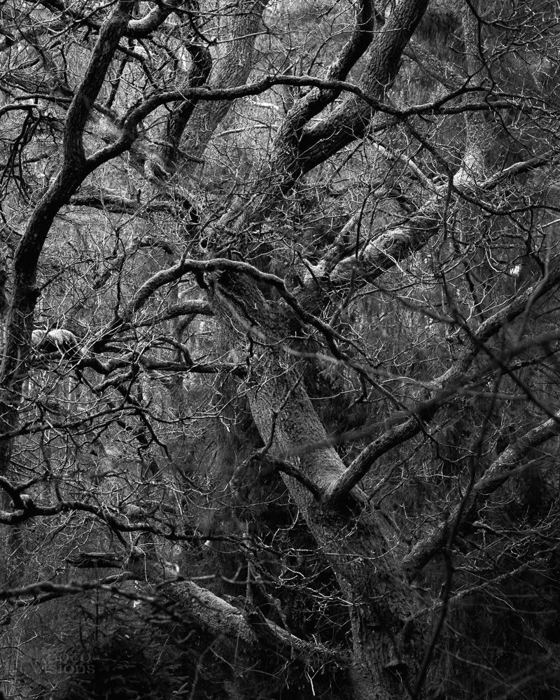 black and white,forest,trees,tree,nature,, Adrian Szatewicz