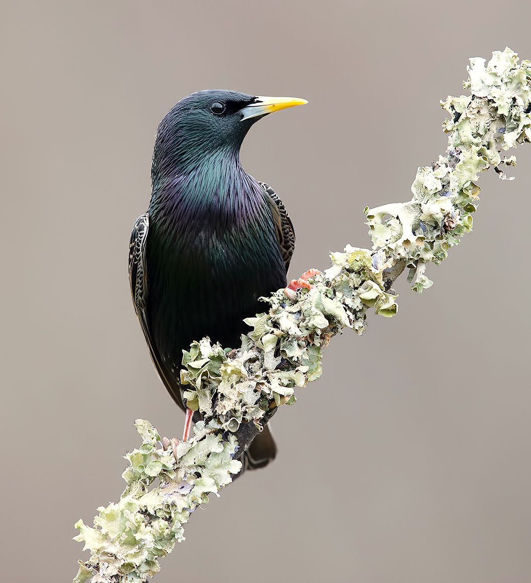 cкворец, european starling,  starling,зима, Etkind Elizabeth