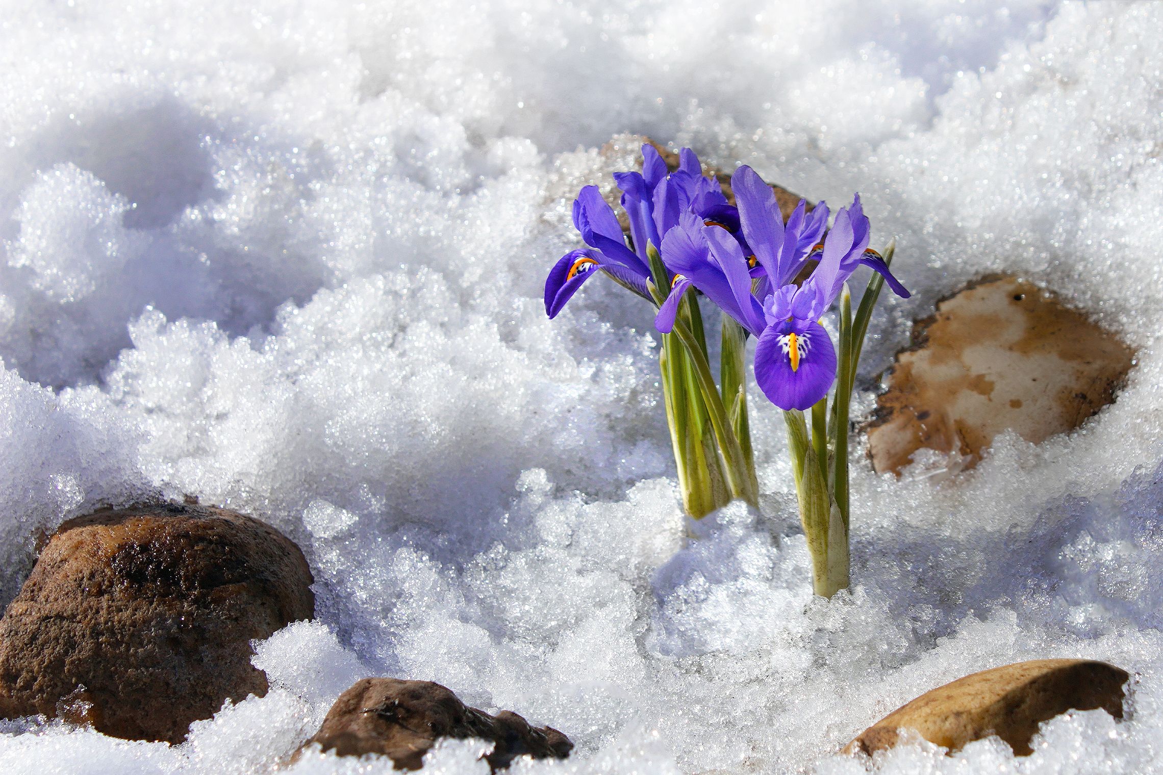 иридодиктиум,  весна,  снег,  альпийская горка, Ольга Заболотская