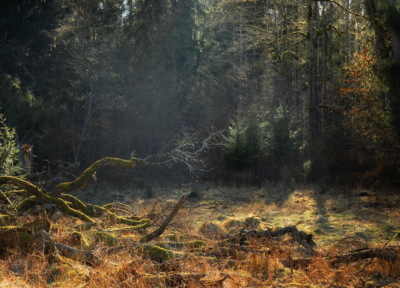 woodlands,forest,spring,light,nature,landscape,, Adrian Szatewicz