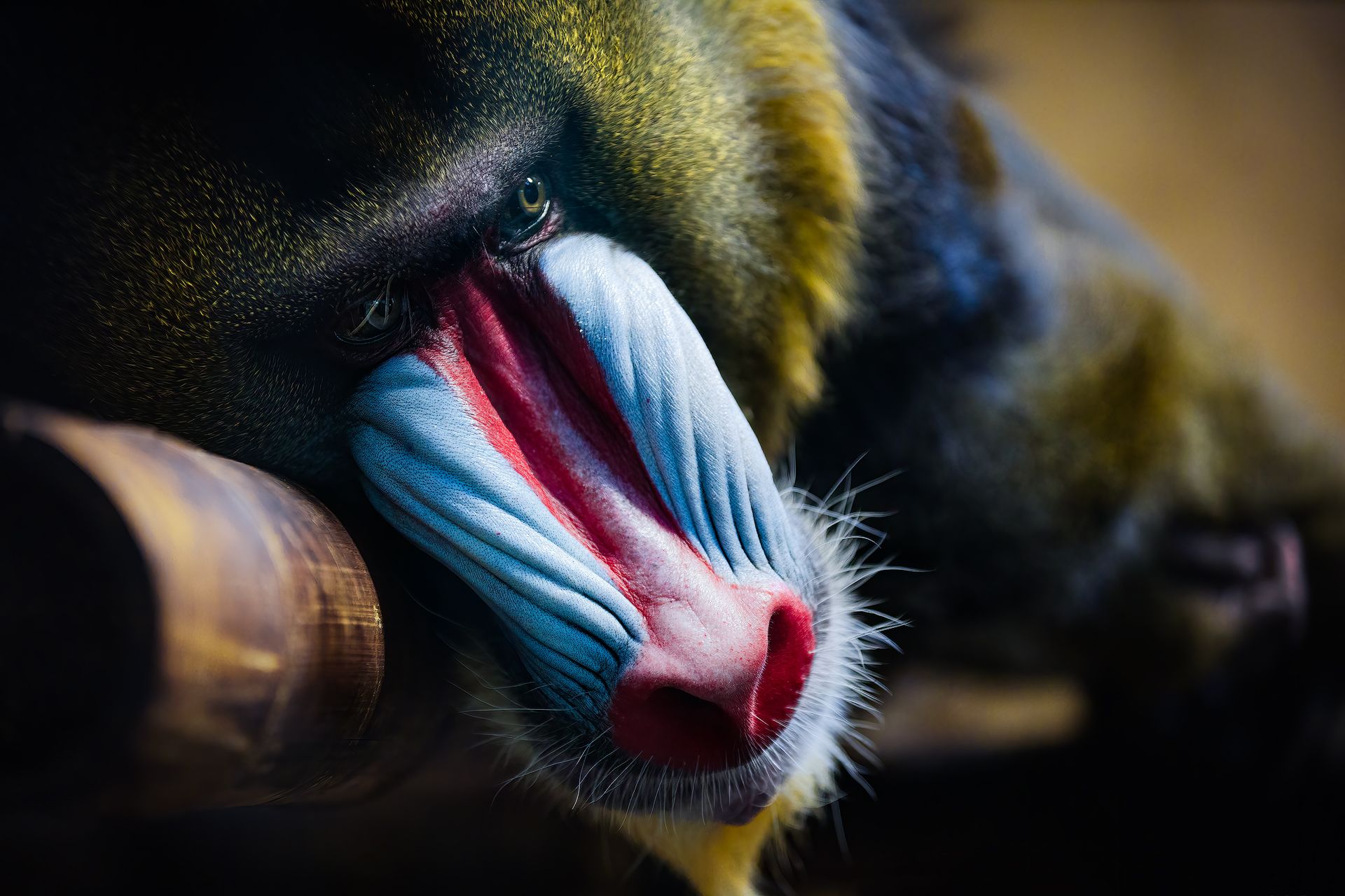 mandrill, primate, drill, beak, animal, snout, feather, macro, monkey, animal, outdoor, wildlife, war, hate, dislike, nature, zoo, safari, Zhao Huapu