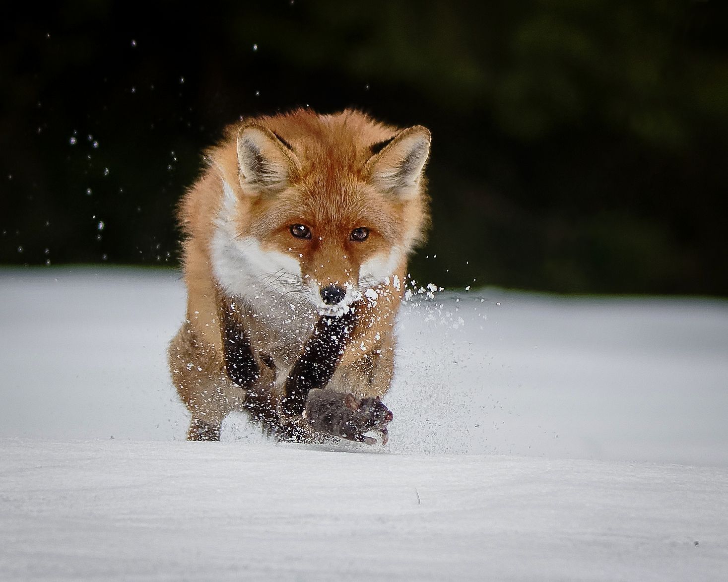 red fox, fox, animal, snow, winter, prey, mouse, chasing, hunt, Michaela Firešová