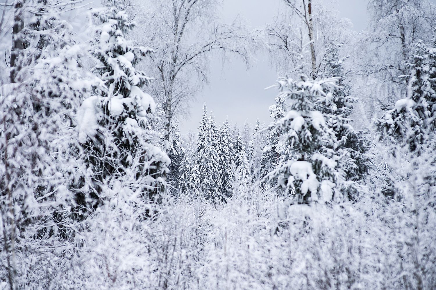 лес, тайга, снег, зима, Ирина Белотурова
