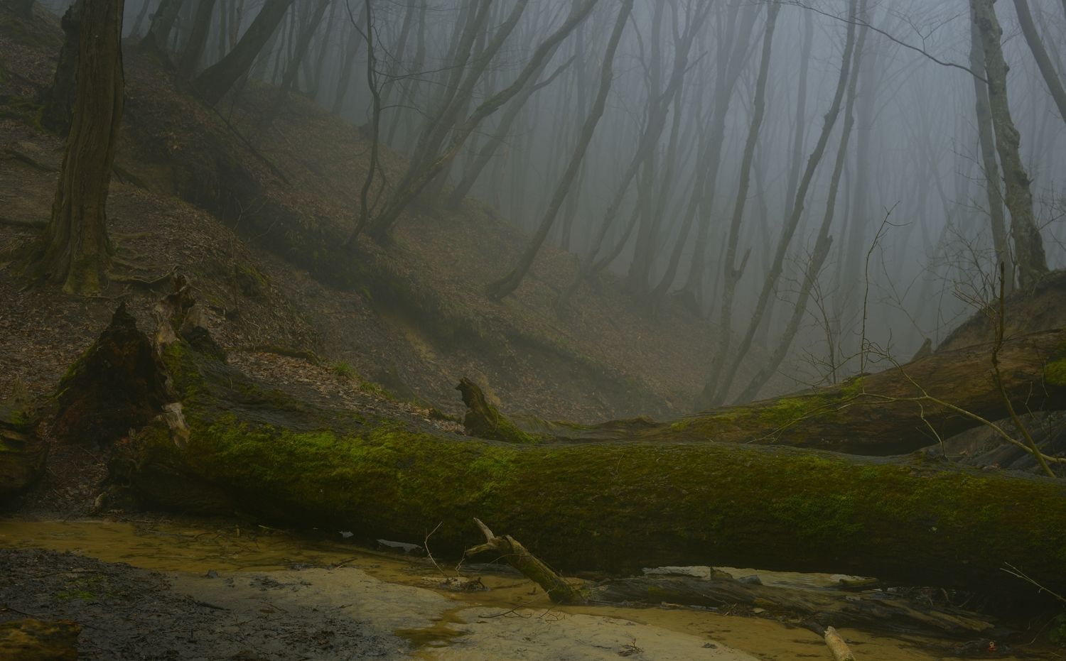 весна туман лес утро, Александр Жарников