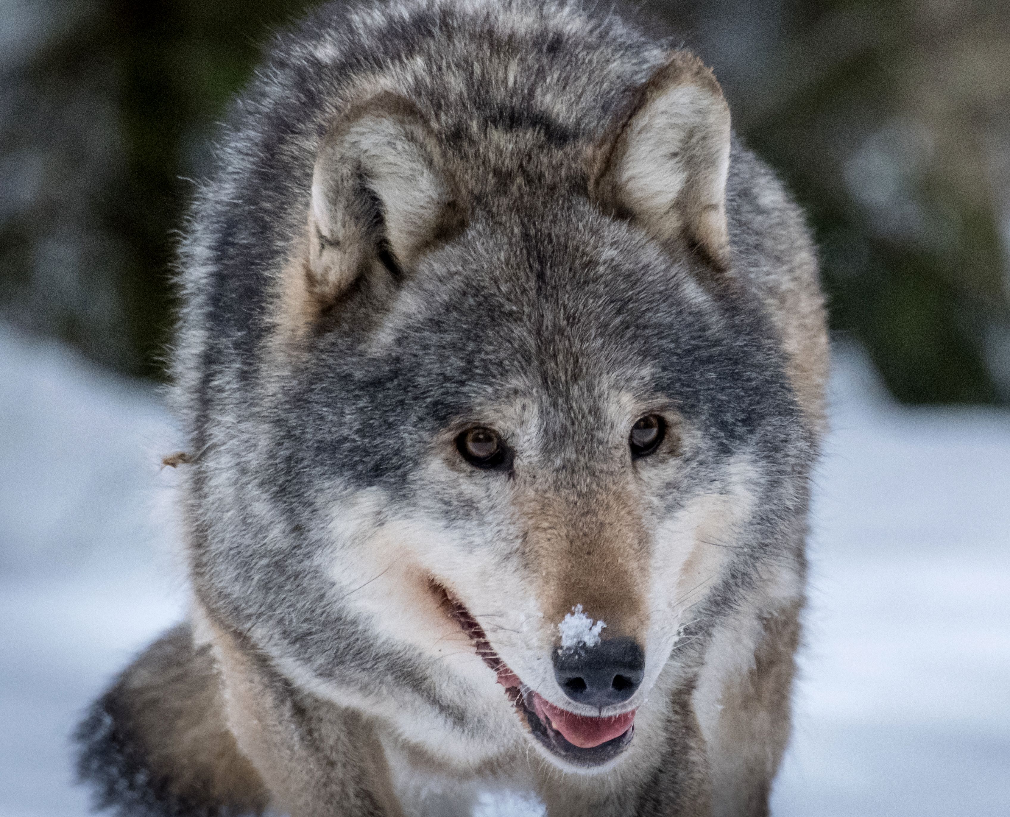 волк, красный бор, нд, дикие животные, беларусь, wolf, фотоохота, серый волк, евразийский волк, в лесах беларуси, Демкина Надежда