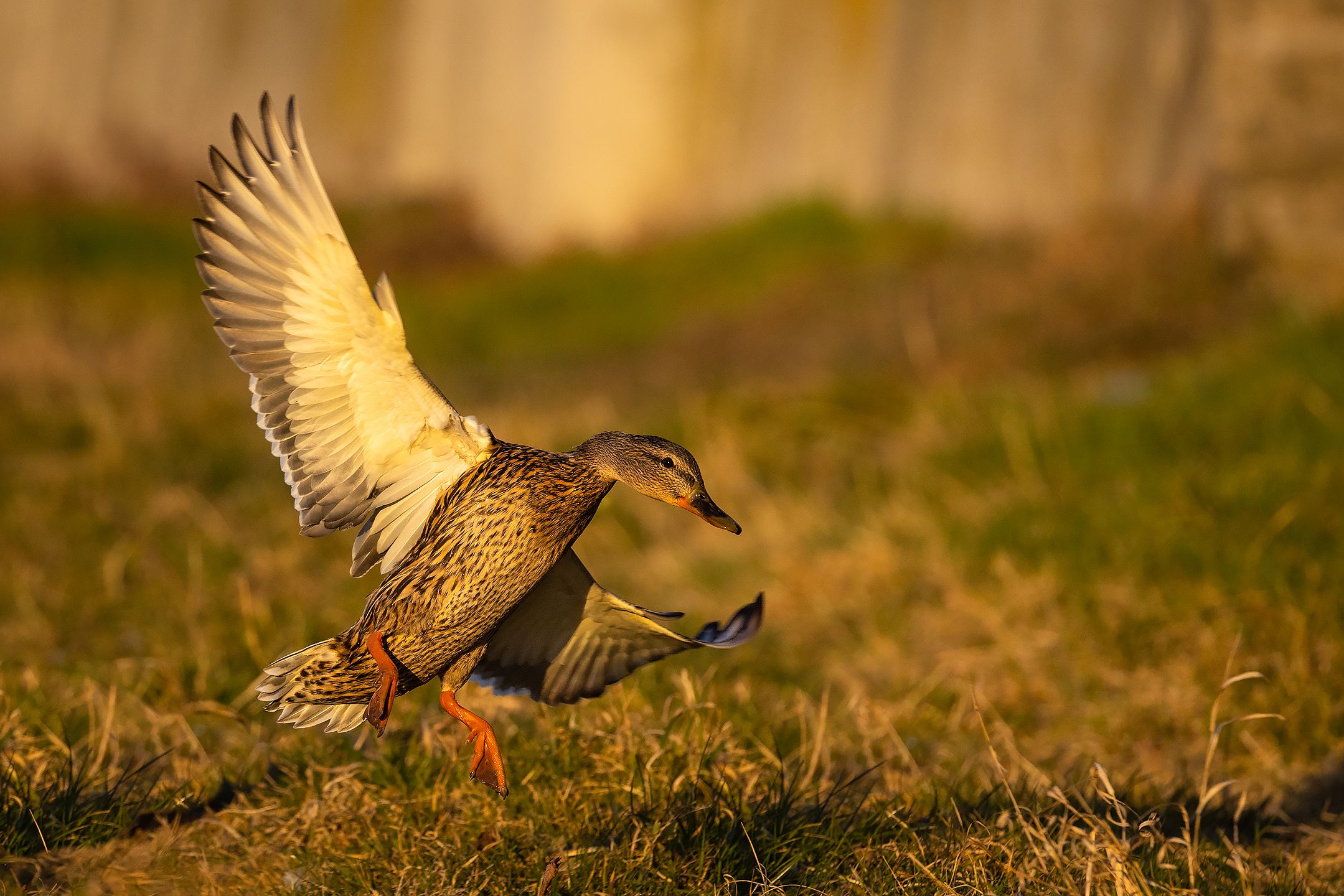 , Robert Adamec