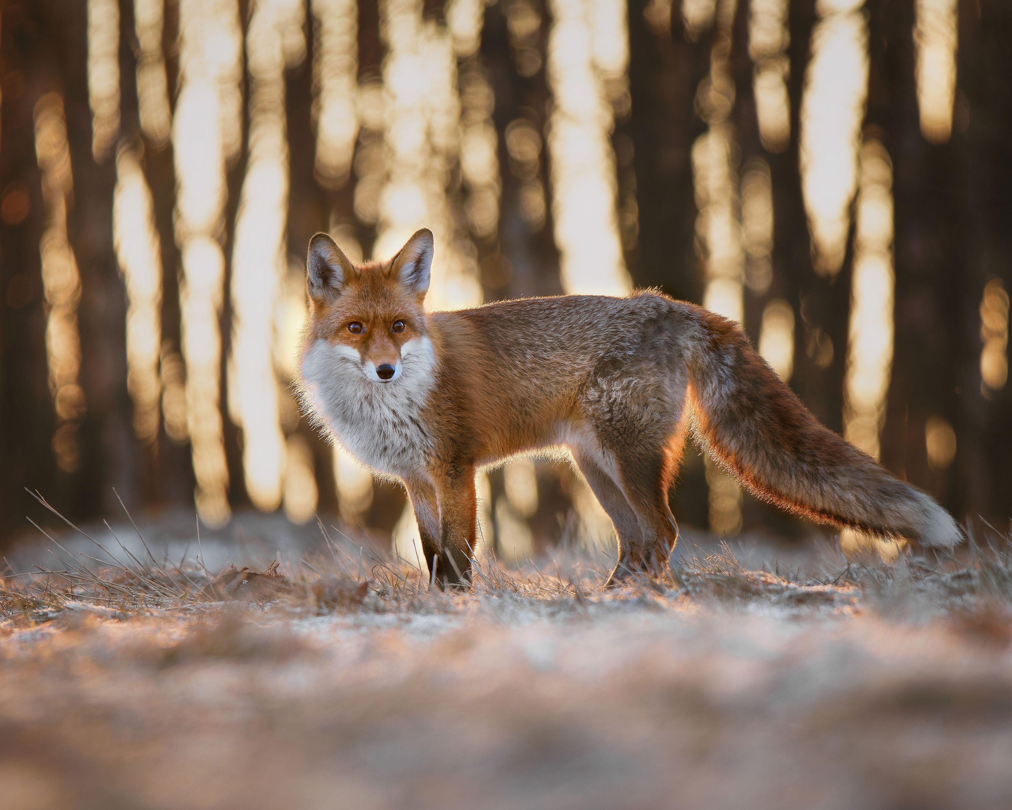 red fox, fox, mammal, winter, snow, sunrise, Michaela Firešová