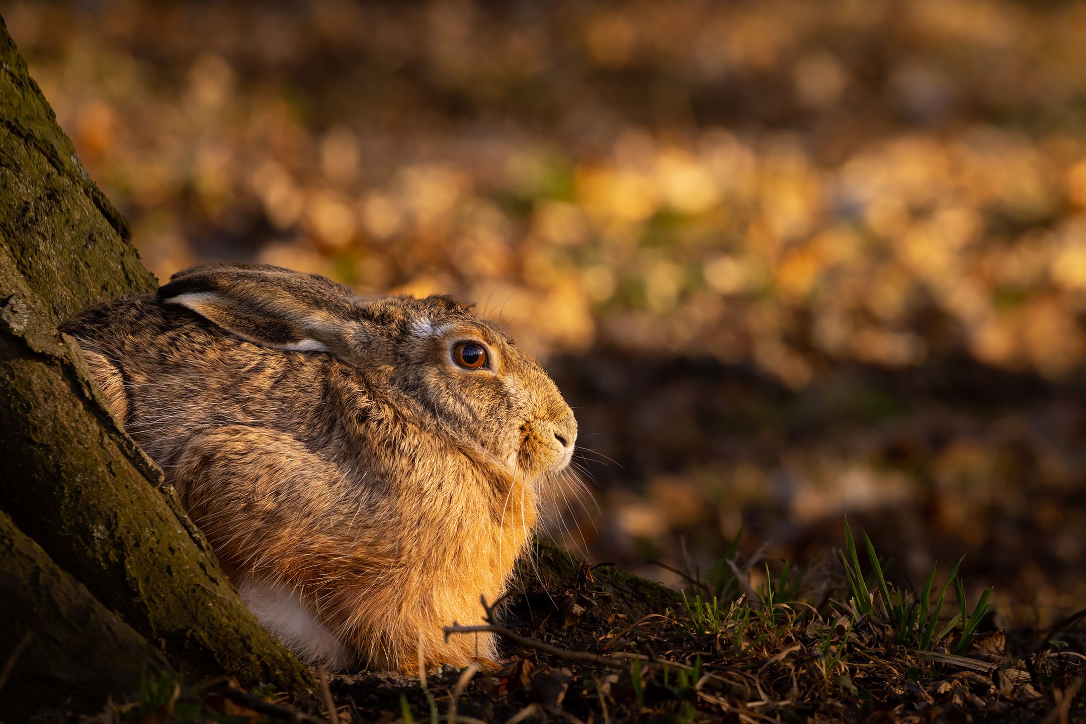 , Robert Adamec