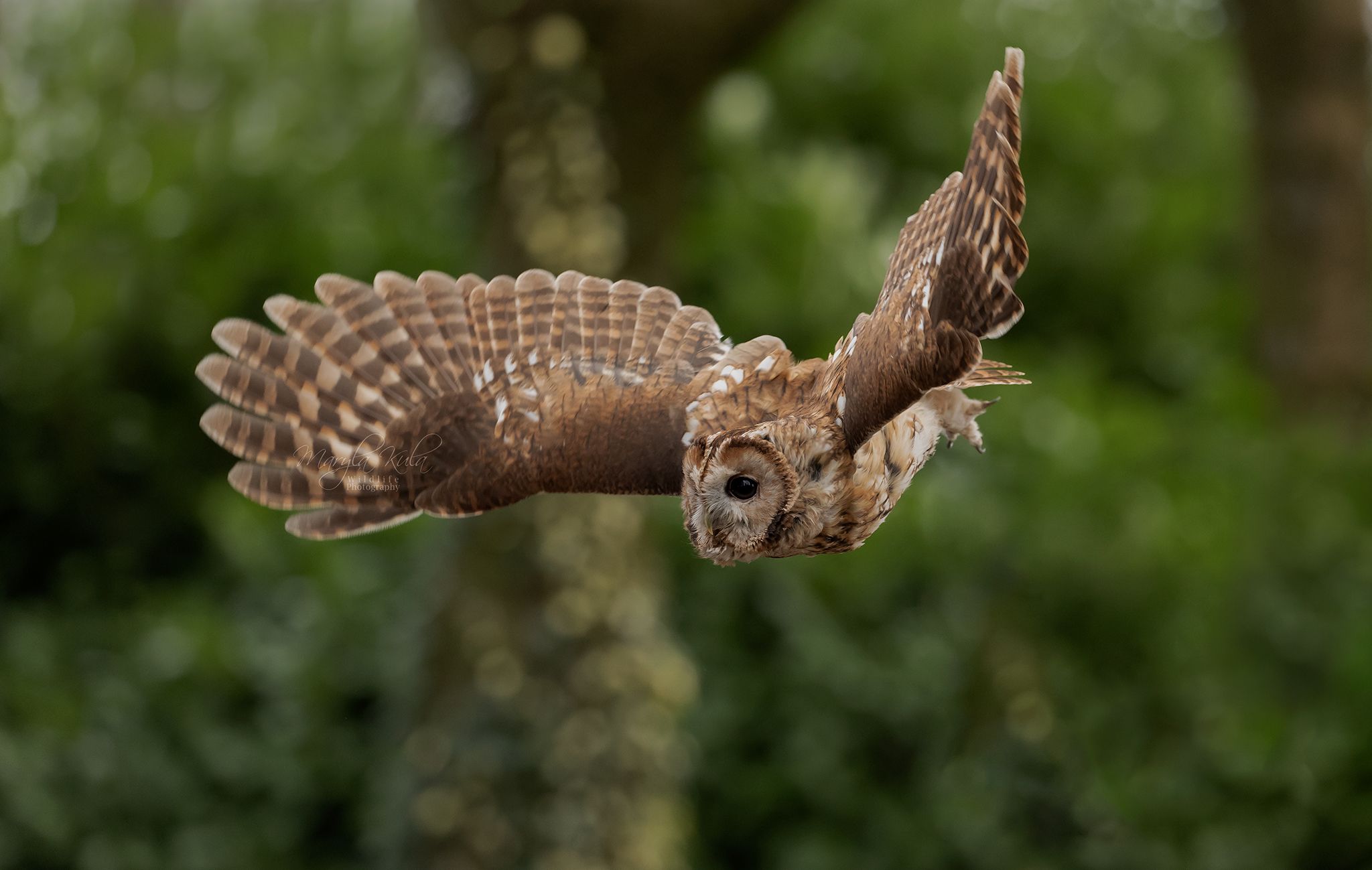 tawny owl, owl, birds, birds of prey, action, flight, canon, MARIA KULA