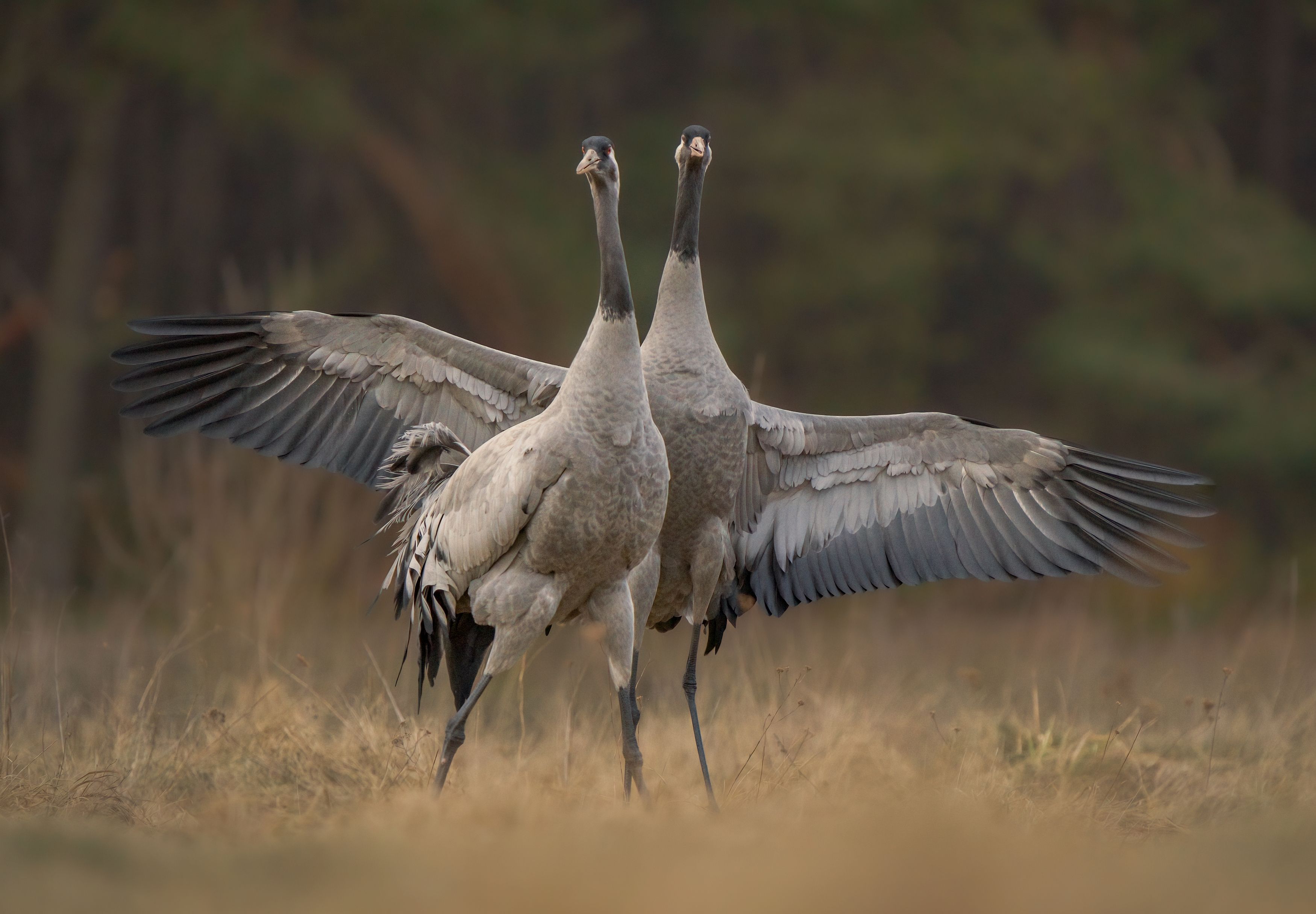 bird, birds, crane, cranes, dance, forest, dusk, action, nature, wildlife, animals, Wojciech Sobiesiak