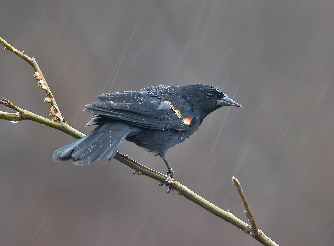 красноплечий чёрный трупиал, red-winged blackbird, трупиал, blackbird, зима, дождь, Etkind Elizabeth