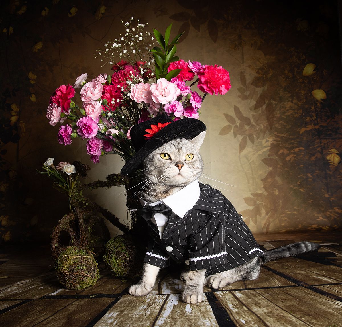 cat, cats, кот, кошка, домашние любицы,американский короткошерстный кот, american shorthair cat, празник, 8 марта, Etkind Elizabeth