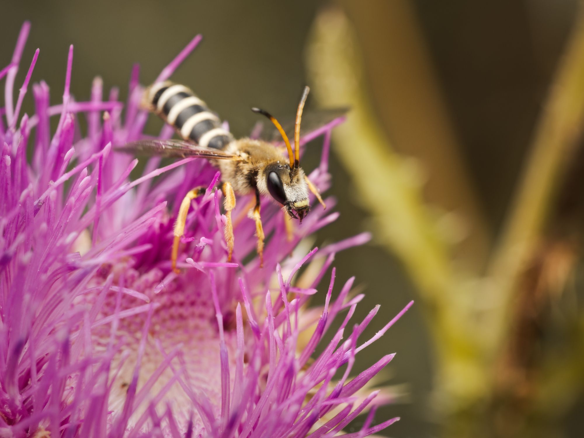 insect bee flower, Panagiotis Dalagiorgos