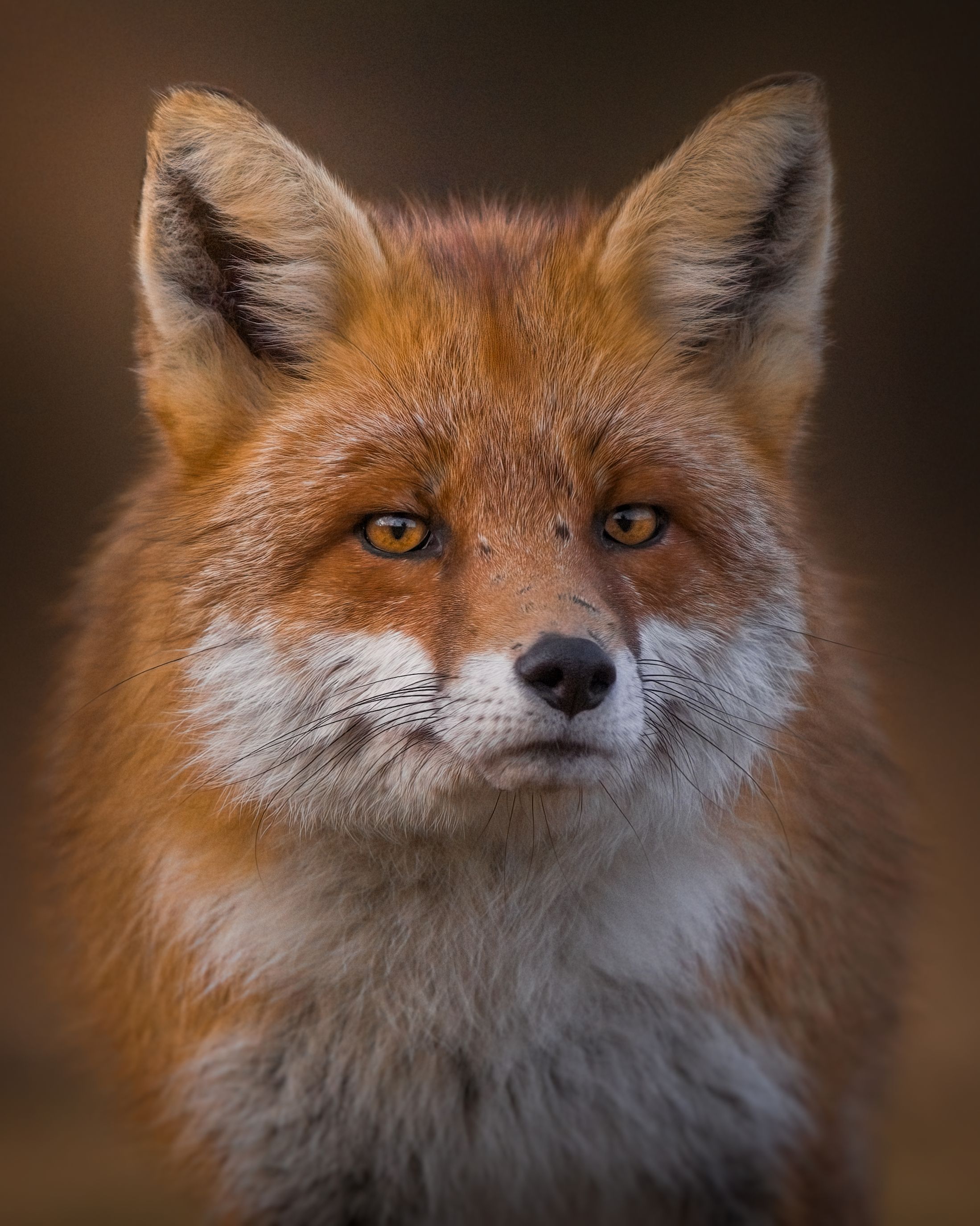 fox, wildlife, animals, nature, forest, autumn, sony, Wojciech Sobiesiak