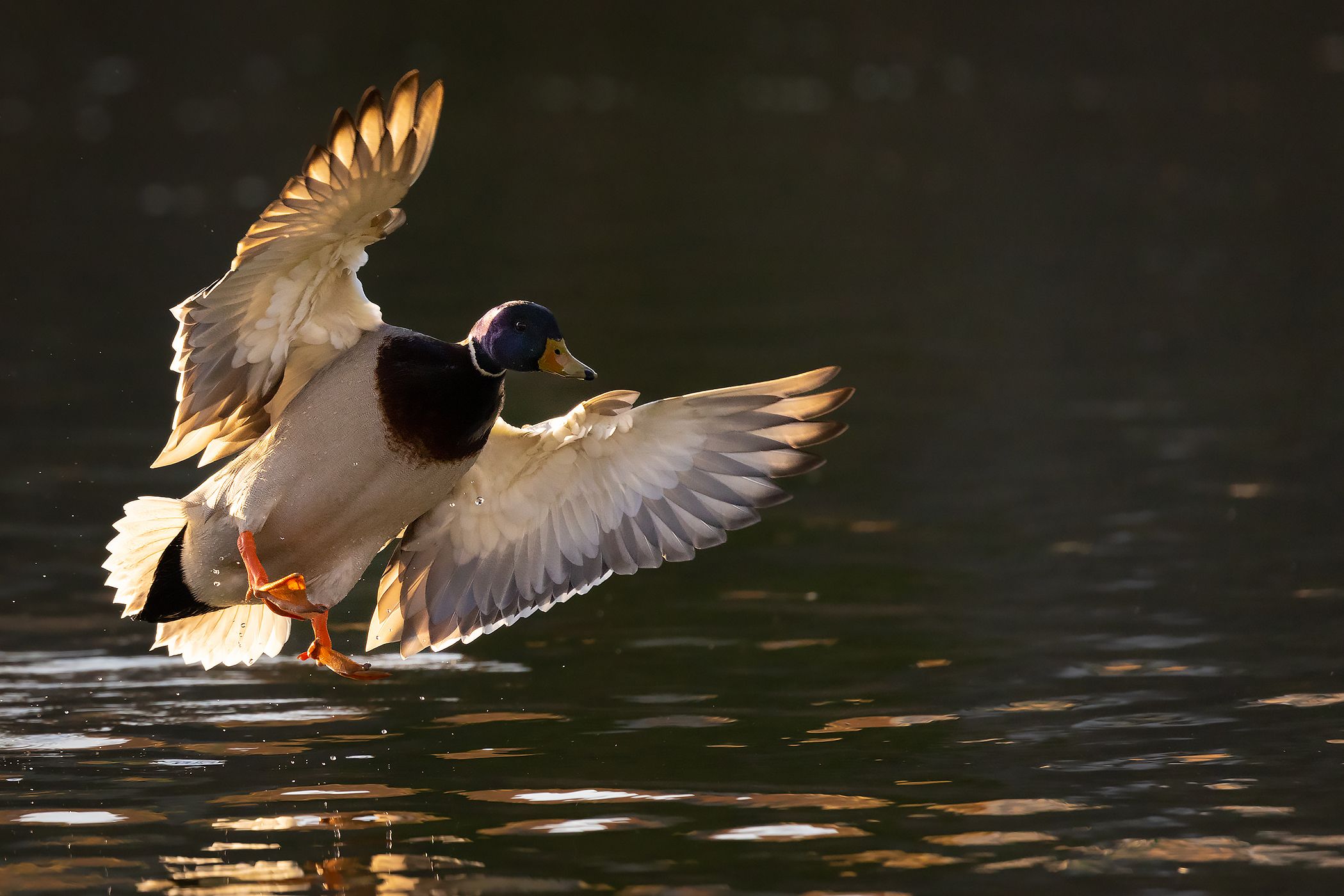 , Robert Adamec