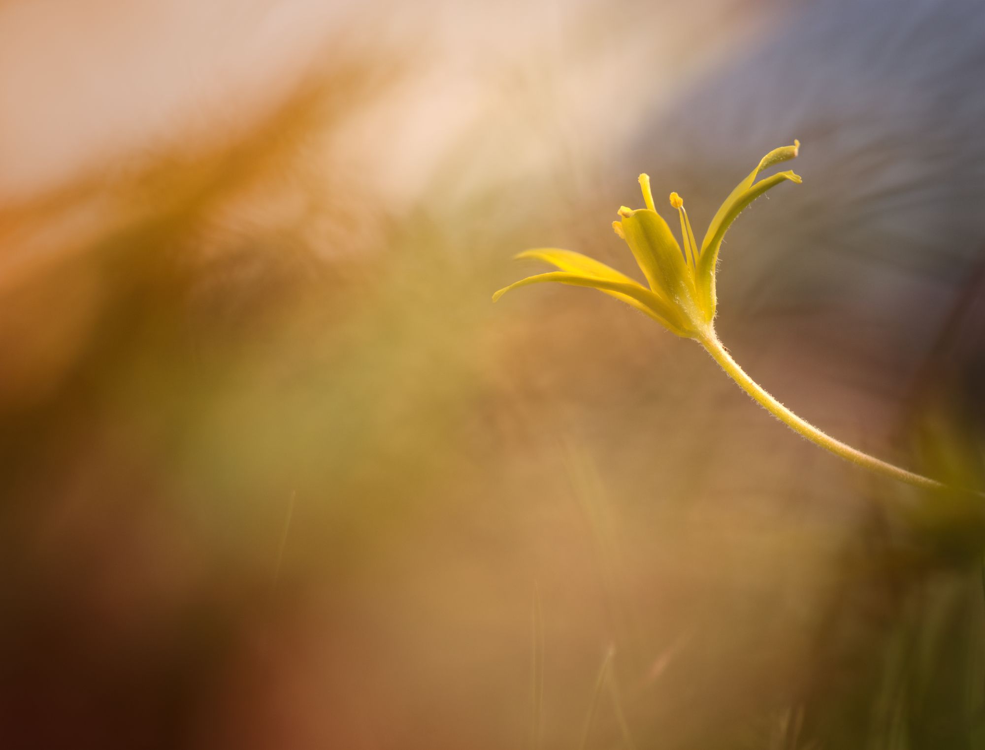 flower macro nature color, Panagiotis Dalagiorgos