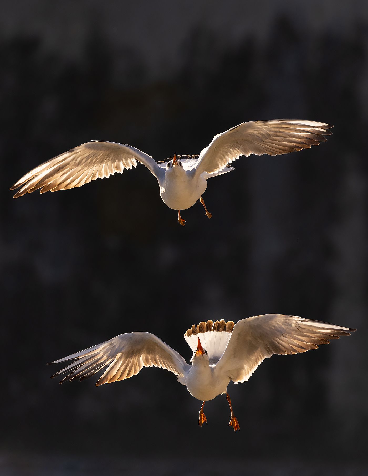 gull, Robert Adamec