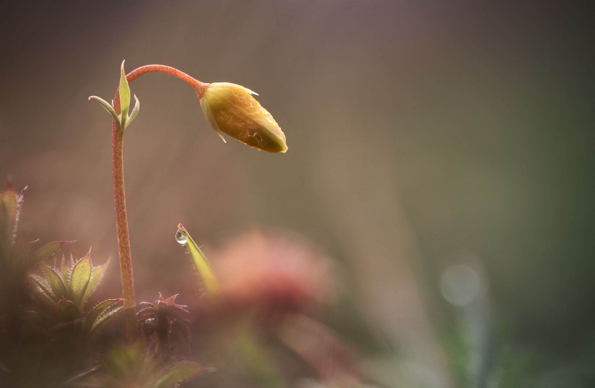 flower macro nature color minimal fine art, Panagiotis Dalagiorgos