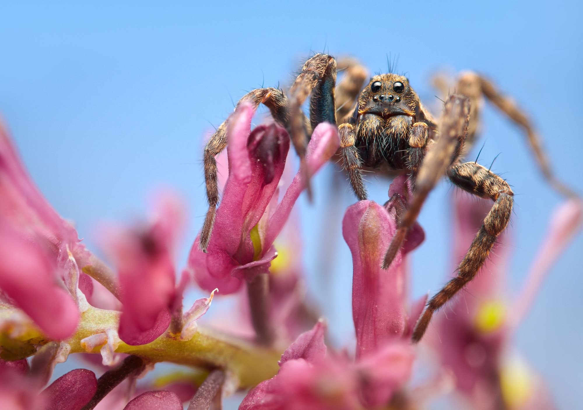 wolf spider macro nature flower color, Panagiotis Dalagiorgos