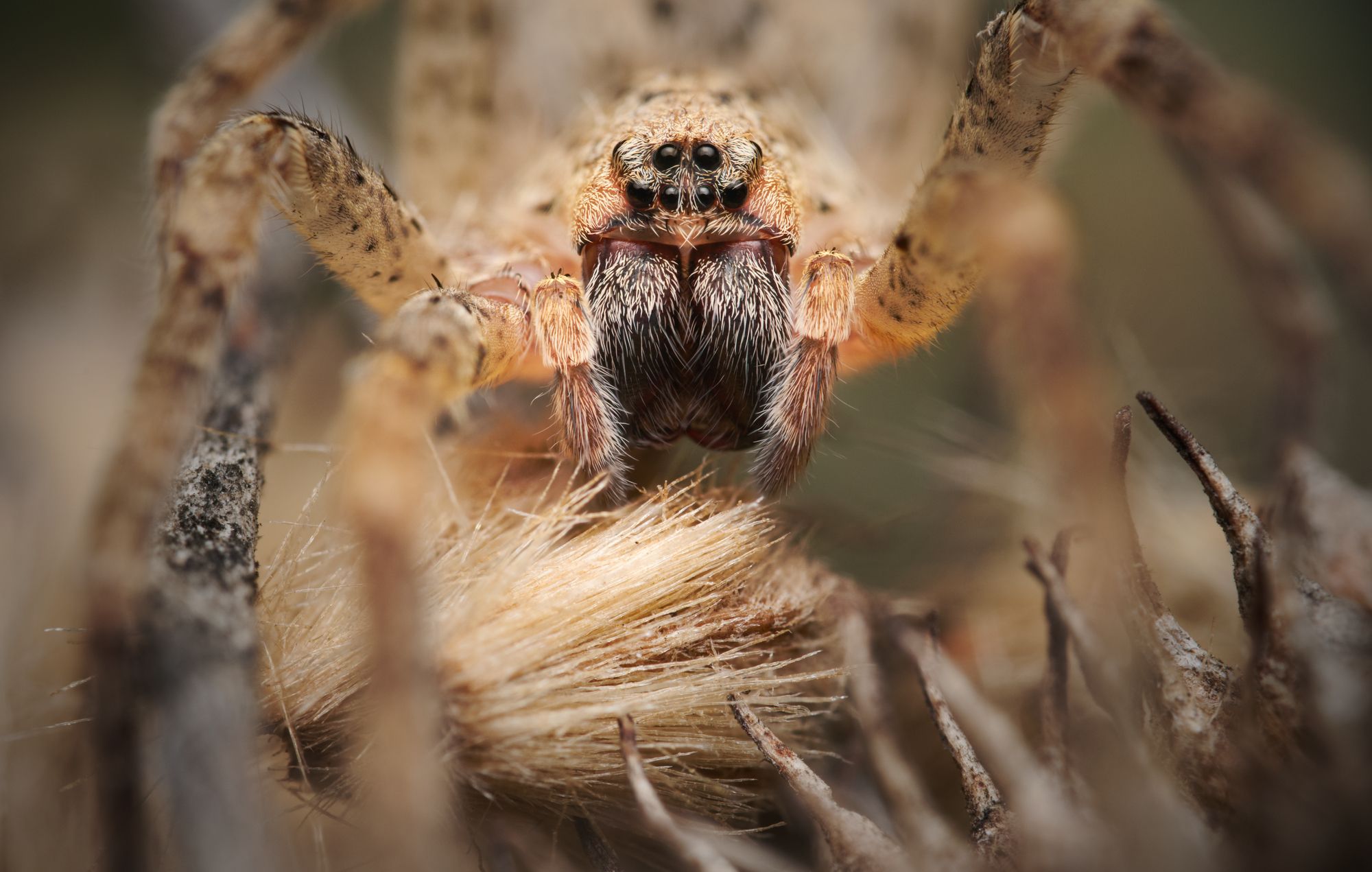 spider macro nature predator zoropsis eyes, Panagiotis Dalagiorgos